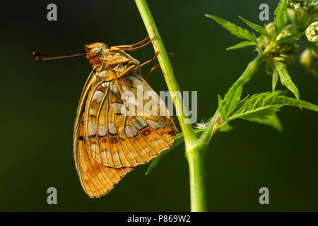 Bosrandparelmoervlinder / High brown Fritillary (Argynnis adippe) Stock Photo