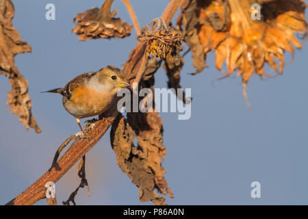 Brambling - Bergfink - Fringilla montifringilla, Germany, adult female Stock Photo