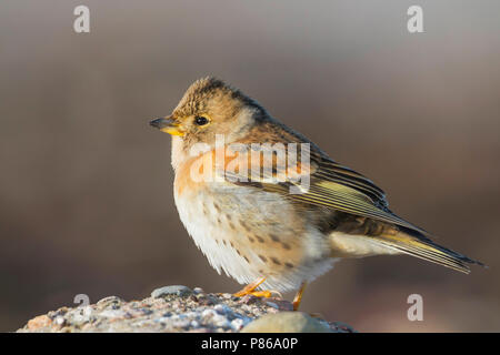 Brambling - Bergfink - Fringilla montifringilla, Germany, adult male Stock Photo