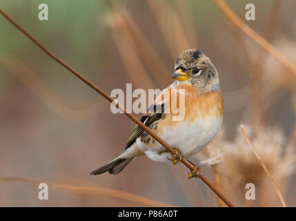 Brambling - Bergfink - Fringilla montifringilla, Germany, adult male Stock Photo