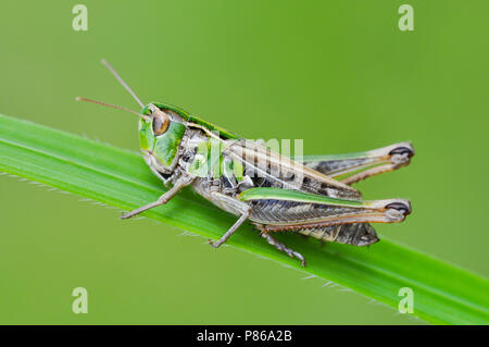 Brommer, Black-spotted Grasshopper Stock Photo