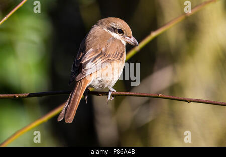 Tweede kalenderjaarBruine Klauwier, Second calendar-year Brown Shrike Stock Photo