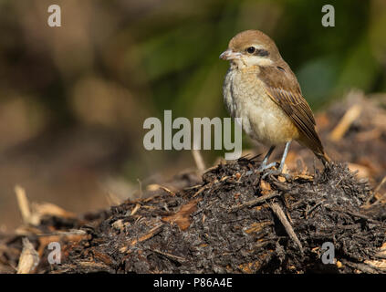 Tweede kalenderjaarBruine Klauwier, Second calendar-year Brown Shrike Stock Photo