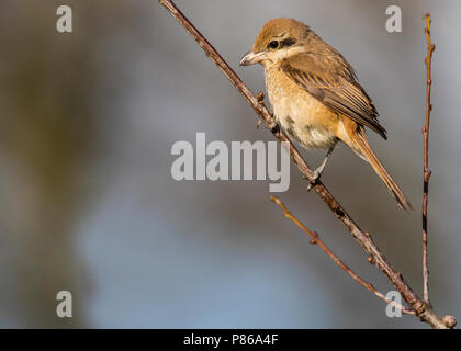 Tweede kalenderjaarBruine Klauwier, Second calendar-year Brown Shrike Stock Photo