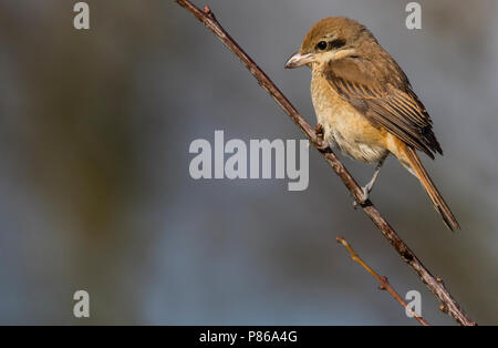 Tweede kalenderjaarBruine Klauwier, Second calendar-year Brown Shrike Stock Photo