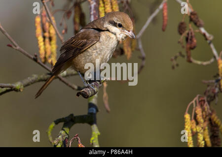 Tweede kalenderjaarBruine Klauwier, Second calendar-year Brown Shrike Stock Photo