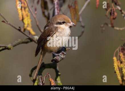 Tweede kalenderjaarBruine Klauwier, Second calendar-year Brown Shrike Stock Photo