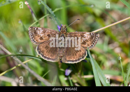 Bruin Dikkopje / Dingy Skipper (Erynnis tages) Stock Photo