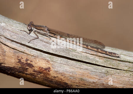 Imago Bruine winterjuffer; Adult Common Winterdamsel Stock Photo