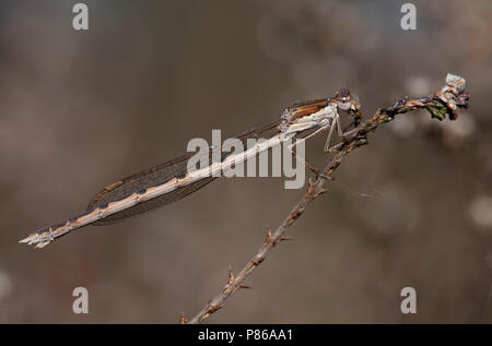 Imago Bruine winterjuffer; Adult Common Winter Damsel Stock Photo