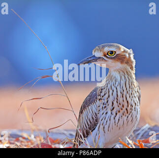 Bush stone-curlew, Bush thick-knee, Burhinus grallarius Stock Photo