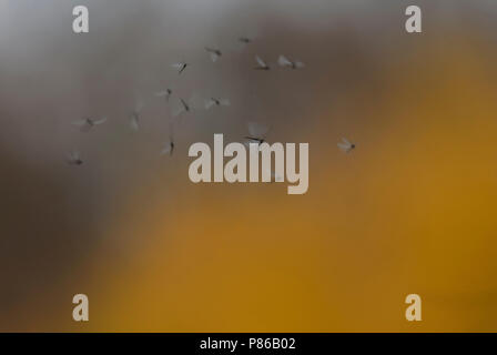 Muggen gevangen in spinnenweb, mosquitoes trapped in spider web Stock Photo