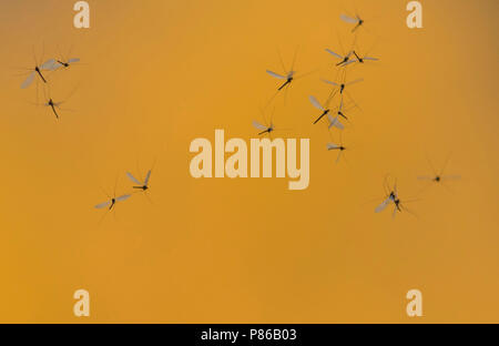 Muggen gevangen in spinnenweb, mosquitoes trapped in spider web Stock Photo