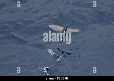 Flying fish species taking off from the ocean surface. Stock Photo