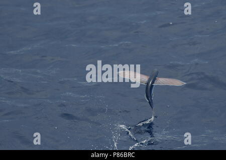 Flying fish species taking off from the ocean surface. Stock Photo