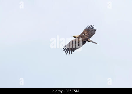 Eastern Imperial Eagle - Kaiseradler - Aquila heliaca, Hungary, adult Stock Photo