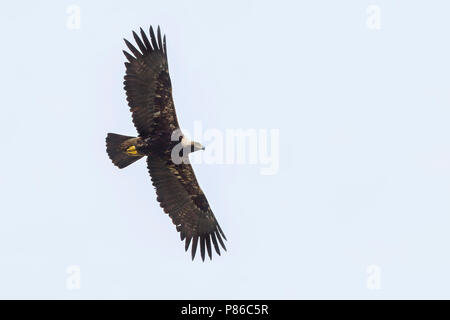 Eastern Imperial Eagle - Kaiseradler - Aquila heliaca, Hungary, adult Stock Photo