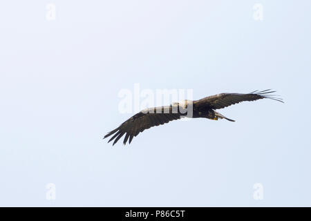 Eastern Imperial Eagle - Kaiseradler - Aquila heliaca, Hungary, adult Stock Photo