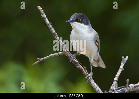 Eastern Orphean Warbler (Sylvia crassirostris) Stock Photo