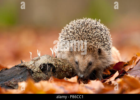 Europese Egel tussen herfstbladeren, European Hedgehog between autumn leaves Stock Photo