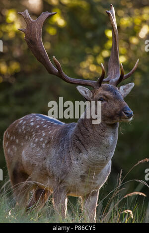 Damhert man, Fallow Deer male Stock Photo