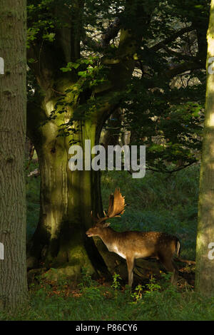 Damhert man, Fallow Deer male Stock Photo