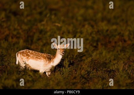 Damhert man, Fallow Deer male Stock Photo