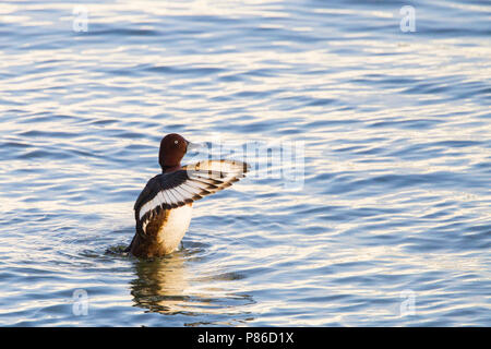 Witoogeend; Ferruginous Duck; Aythya nyroca Stock Photo