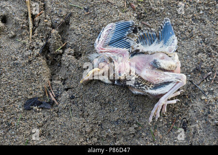 Fieldfare - Wacholderdrossel - Turdus pilaris, Germany, young bird fallen out of its nest Stock Photo