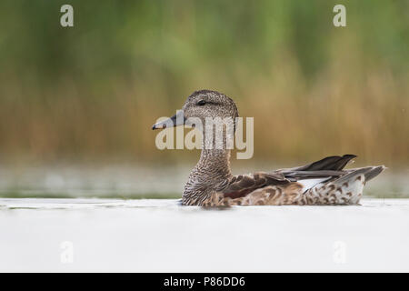 Gadwall - Schnatterente - Anas streperea, Germany, adult male, eclipse Stock Photo
