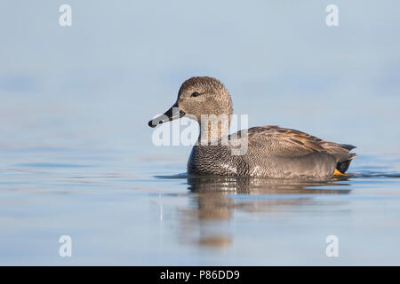 Gadwall - Schnatterente - Anas streperea, Germany, adult male Stock Photo