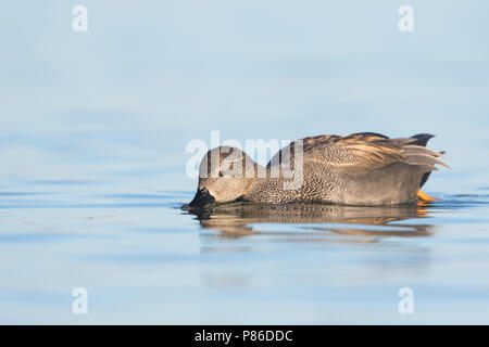 Gadwall - Schnatterente - Anas streperea, Germany, adult male Stock Photo