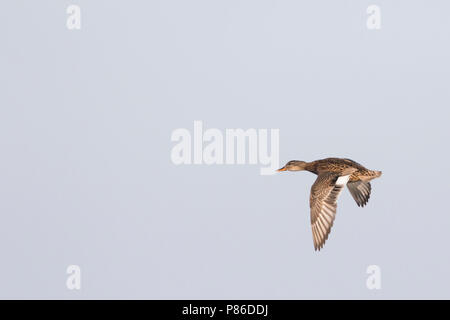 Gadwall - Schnatterente - Anas streperea, Germany, female in flight Stock Photo