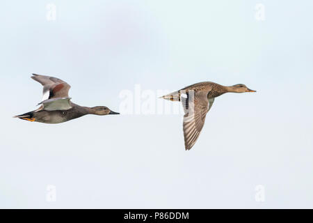 Gadwall - Schnatterente - Anas streperea, Germany, pair in flight Stock Photo