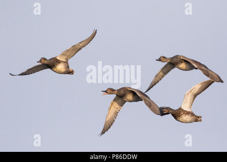 Gadwall - Schnatterente - Anas streperea, Germany, small flock in flight Stock Photo