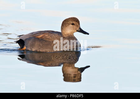 Adult male  Orange Co., CA January 2010 Stock Photo