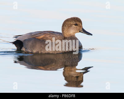 Adult male Orange Co., CA January 2010 Stock Photo