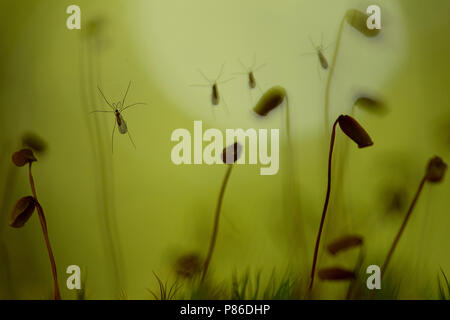 Galmugjes gevangen in spinnenweb, mosquitoes trapped in spider web Stock Photo