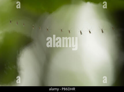 Galmugjes gevangen in spinnenweb, mosquitoes trapped in spider web Stock Photo