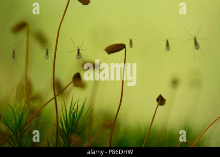 Galmugjes gevangen in spinnenweb, mosquitoes trapped in spider web Stock Photo