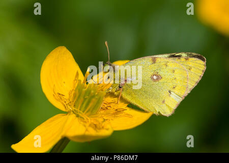 Gele luzernevlinder, Pale Clouded Yellow, Colias hyale Stock Photo