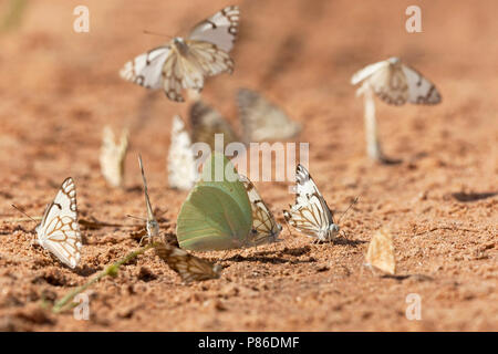 Gele trekvlinder tussen Afrikaanse witjes / African Migrant (Catopsilia florella) and African Caper Whites Stock Photo