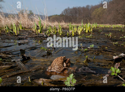 Parende Gewone pad, Mating Common Toad Stock Photo