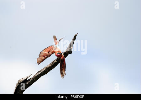 Bee eater bird Meropidae Stock Photo