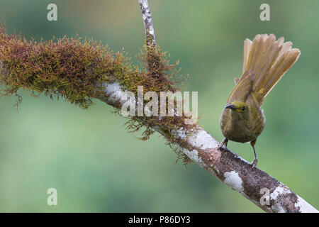 Duetting Giant-Honeyeater (Gymnomyza brunneirostris) a recently split species. Stock Photo