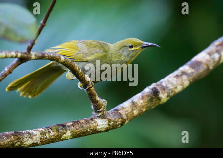 Duetting Giant-Honeyeater (Gymnomyza brunneirostris) a recently split species. Stock Photo