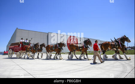 Davenport, Iowa, USA. 7th July, 2018. The Budweiser Clydesdales parade around 7G Distributing's new distribution center in Davenport during their Red, white and Brew open house on Saturday, July 7, 2018. Credit: Andy Abeyta, Quad-City Times/Quad-City Times/ZUMA Wire/Alamy Live News Stock Photo