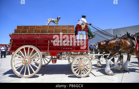 Davenport, Iowa, USA. 7th July, 2018. Bud, a 9-month old Dalmatian, rides atop the Budweiser wagon pulled by the Clydesdales at 7G's new distribution center in Davenport on Saturday, July 7, 2018. Credit: Andy Abeyta, Quad-City Times/Quad-City Times/ZUMA Wire/Alamy Live News Stock Photo
