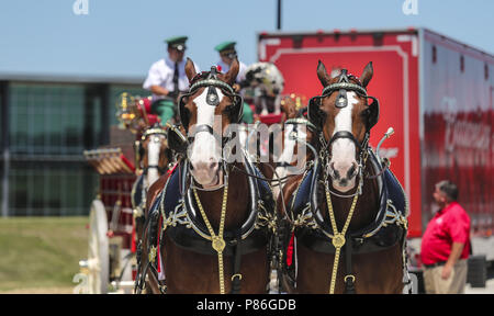 Davenport, Iowa, USA. 7th July, 2018. The Budweiser Clydesdales at 7G's new distribution center in Davenport on Saturday, July 7, 2018. Credit: Andy Abeyta, Quad-City Times/Quad-City Times/ZUMA Wire/Alamy Live News Stock Photo