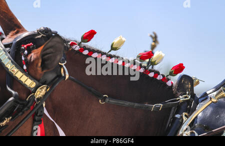 Davenport, Iowa, USA. 7th July, 2018. Scenes from 7G Distributing's Red, White and Brew open house featuring the Budweiser Clydesdales at their new distribution center in Davenport on Saturday, July 7, 2018. Credit: Andy Abeyta, Quad-City Times/Quad-City Times/ZUMA Wire/Alamy Live News Stock Photo